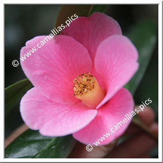 Camellia Japonica 'Kibi'