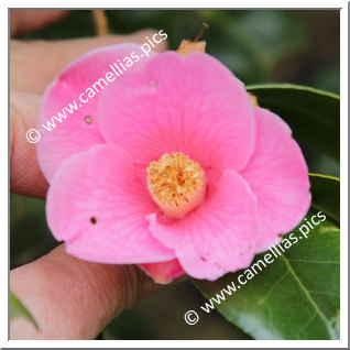 Camellia Japonica 'Kibi'