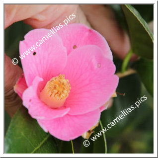 Camellia Japonica 'Kibi'