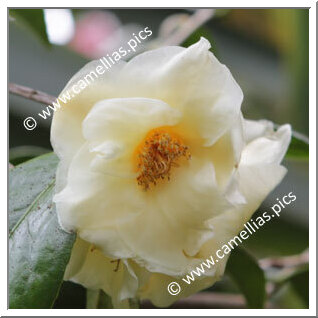 Camellia Hybrid 'Kichô'