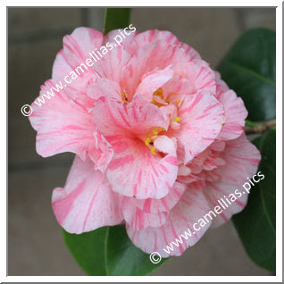 Camellia Japonica 'Kick-Off'