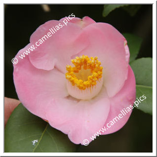 Camellia Japonica 'Kifujin'