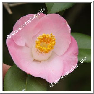 Camellia Japonica 'Kifujin'