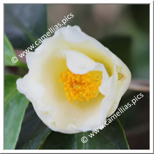 Camellia Hybrid 'Kihô'