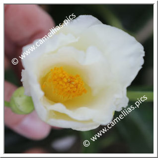 Camellia Hybride 'Kihô'