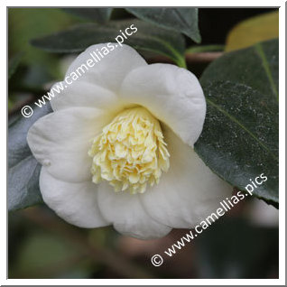 Camellia Japonica 'Kikarako'