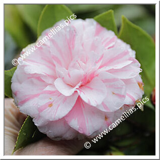 Camellia Japonica 'Kikusarasa'