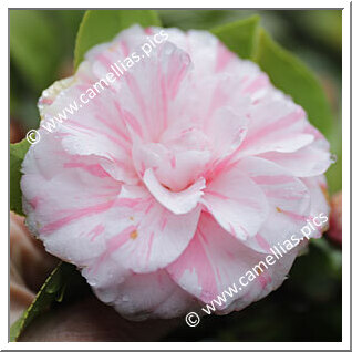 Camellia Japonica 'Kikusarasa'