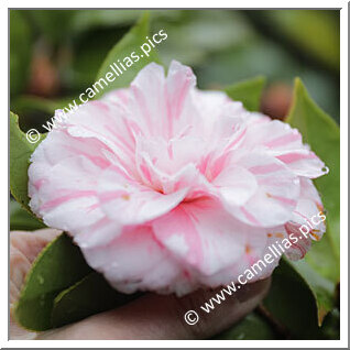 Camellia Japonica 'Kikusarasa'
