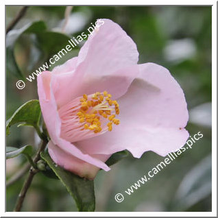 Camellia Hybrid 'Kikutai'