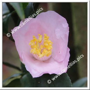 Camellia Hybrid 'Kikutai'