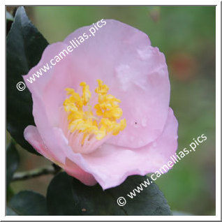 Camellia Hybrid 'Kikutai'