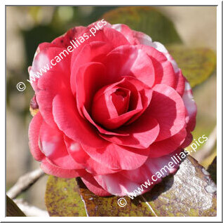 Camellia Japonica 'Kikutôji'