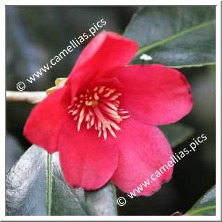 Camellia Japonica 'Kimberley'