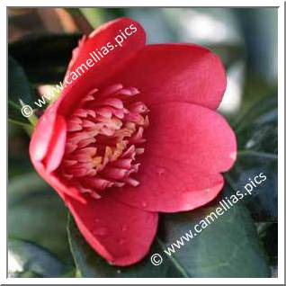 Camellia Japonica 'Kimberley'