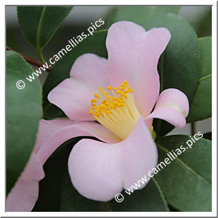 Camellia Japonica 'Kinden-no-haru'