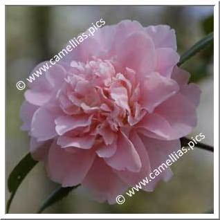 Camellia Japonica 'King's Ransom'