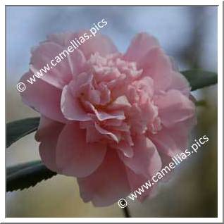 Camellia Japonica 'King's Ransom'