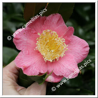 'Kingyo-tsubaki'