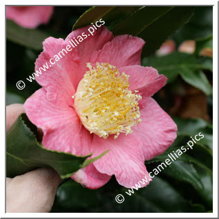 Camellia Japonica 'Kingyo-tsubaki'