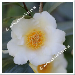 Camellia Hybrid 'Ki-no-gozen'