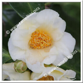 Camellia Hybrid 'Ki-no-gozen'