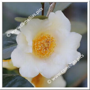 Camellia Hybride 'Ki-no-gozen'