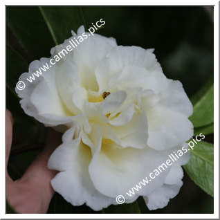 Camellia Hybrid 'Kinomoto 95'