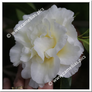 Camellia Hybride 'Kinomoto 95'