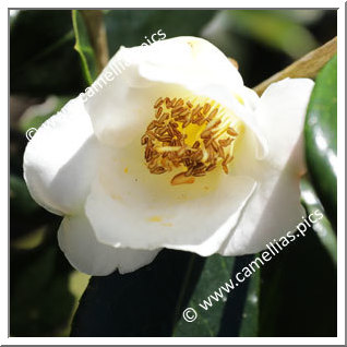 Camellia Hybrid 'Kinomoto 92'