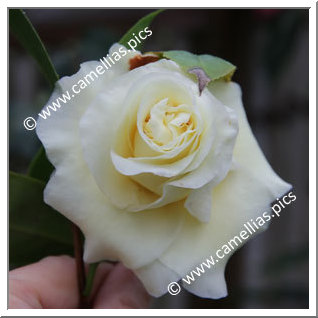 Camellia Hybride 'Ki-no-senritsu'