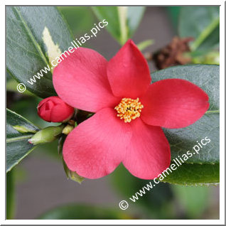 Camellia Japonica 'Kinsekai'