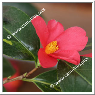 Camellia Japonica 'Kinsekai'