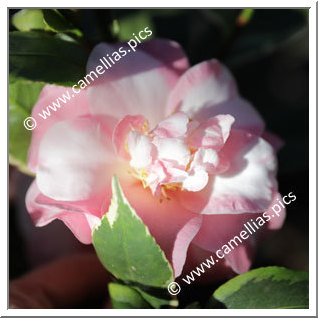 Camellia Japonica 'Rosemary Kinzer Variegated'