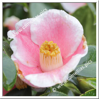 Camellia Japonica 'Kiri-no-o'