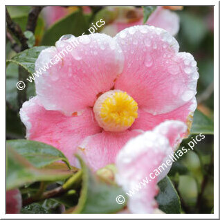 Camellia Japonica 'Kiri-no-o'