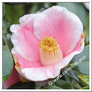 Camellia Japonica 'Kiri-no-o'