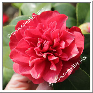 Camellia Japonica 'Kirin-no-homare'