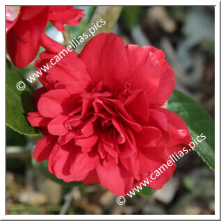 Camellia Japonica 'Kirin-no-homare'