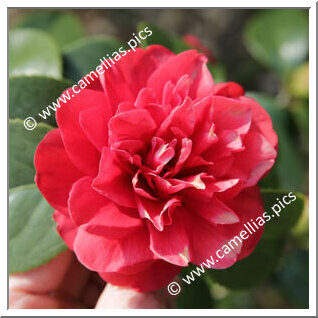 Camellia Japonica 'Kirin-no-homare'