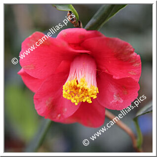 Camellia Japonica 'Kishû-unryû'