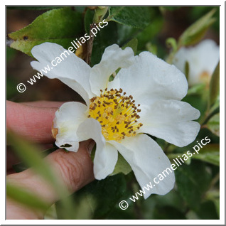 Camellia Botanique 'C. kissii'