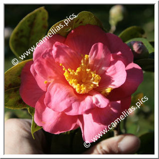 Camellia Japonica 'Kitamura'