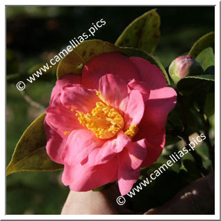 Camellia Japonica 'Kitamura'