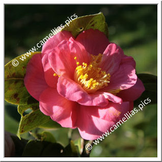Camellia Japonica 'Kitamura'