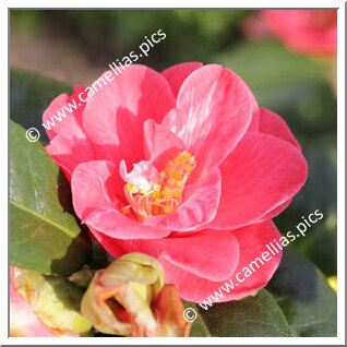 Camellia Japonica 'Kitazawa-kingyo'