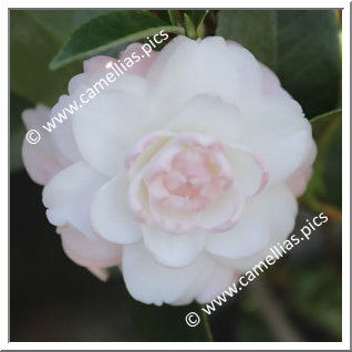 Camellia Japonica 'Kitty'