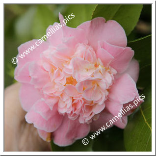 Camellia Japonica 'Kitty Berry '