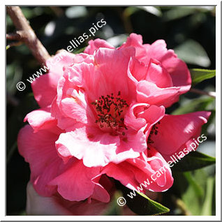 'Kiwi Triumph'