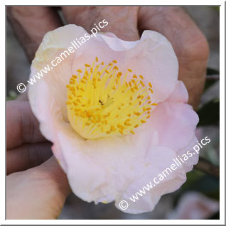 Camellia Higo Camellias 'Kiyô'